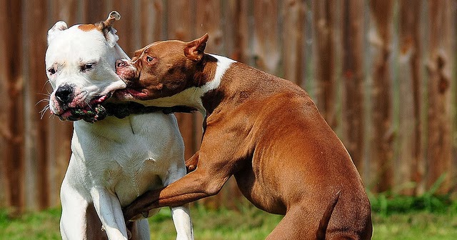 dog-fight-pitbull-favim-com-156499