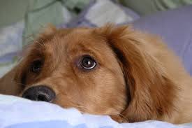 Sad Pup.