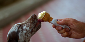 Feeding your dog an ice-cream cone