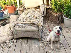 2-20-15-dogs-who-are-proud-they-trashed-your-house4