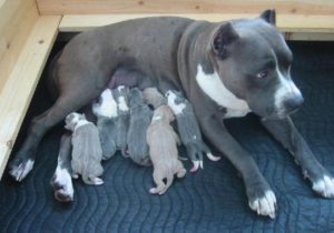 blue-pit-bull-puppies